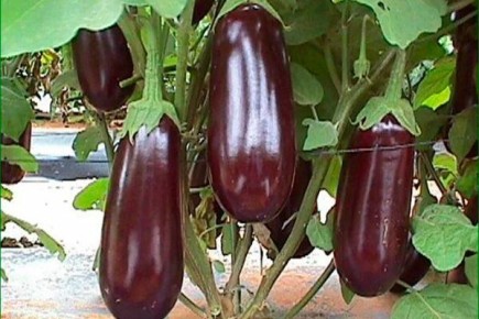 Секреты успешного выращивания баклажана Рома в домашних условиях