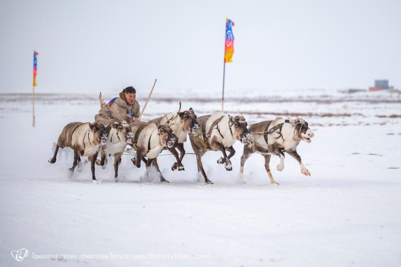 Новые соревнования пройдут на Слёте оленеводов в Яр-Сале