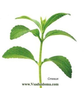 ��� ��������� ������: ������ �� ������� � �����