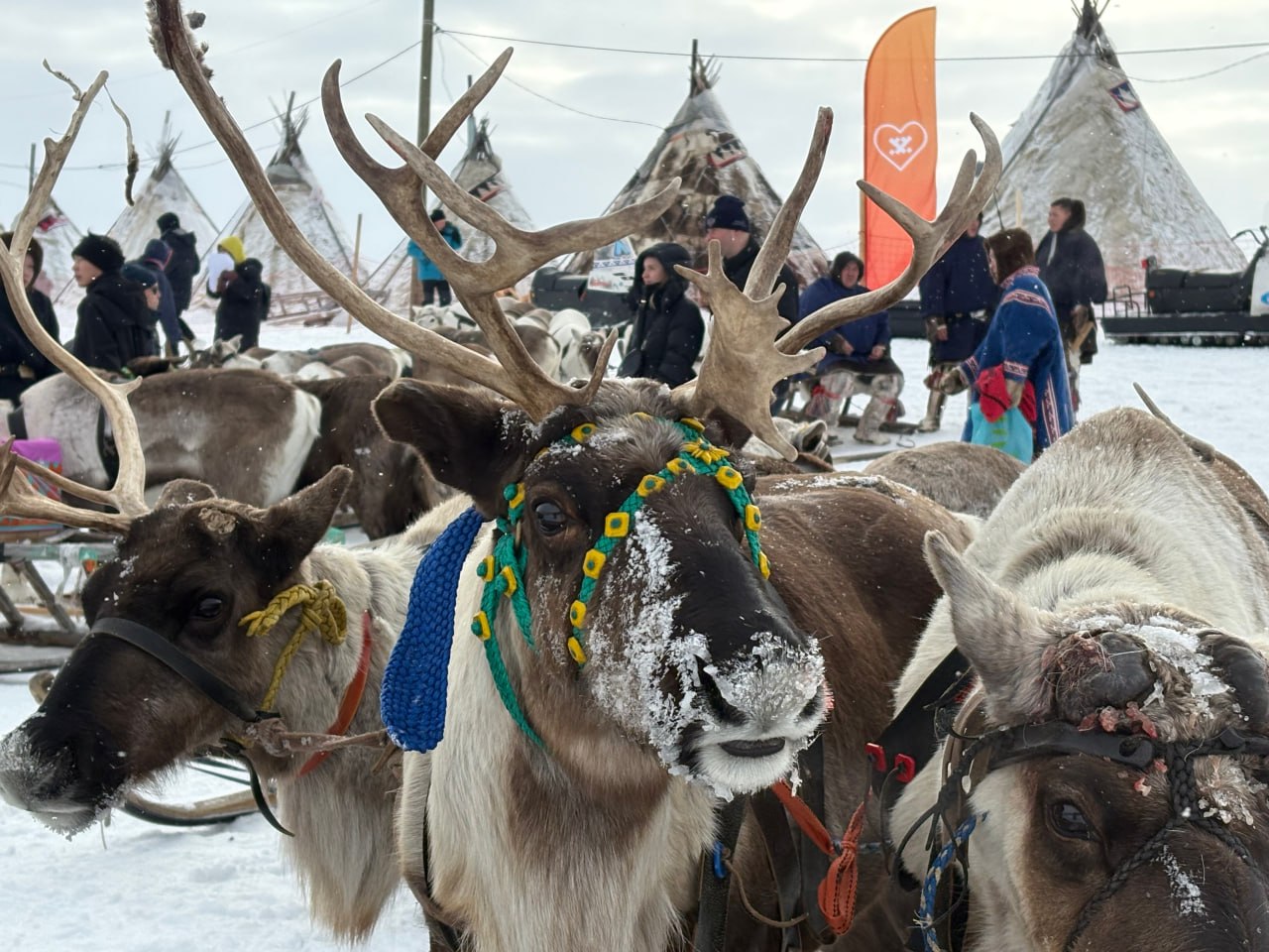 Северные красавцы. Ловите атмосферный кадр с площадки! И сразу к цифрам: ровно в 11:00 завершилась регистрация на парад упряжек
