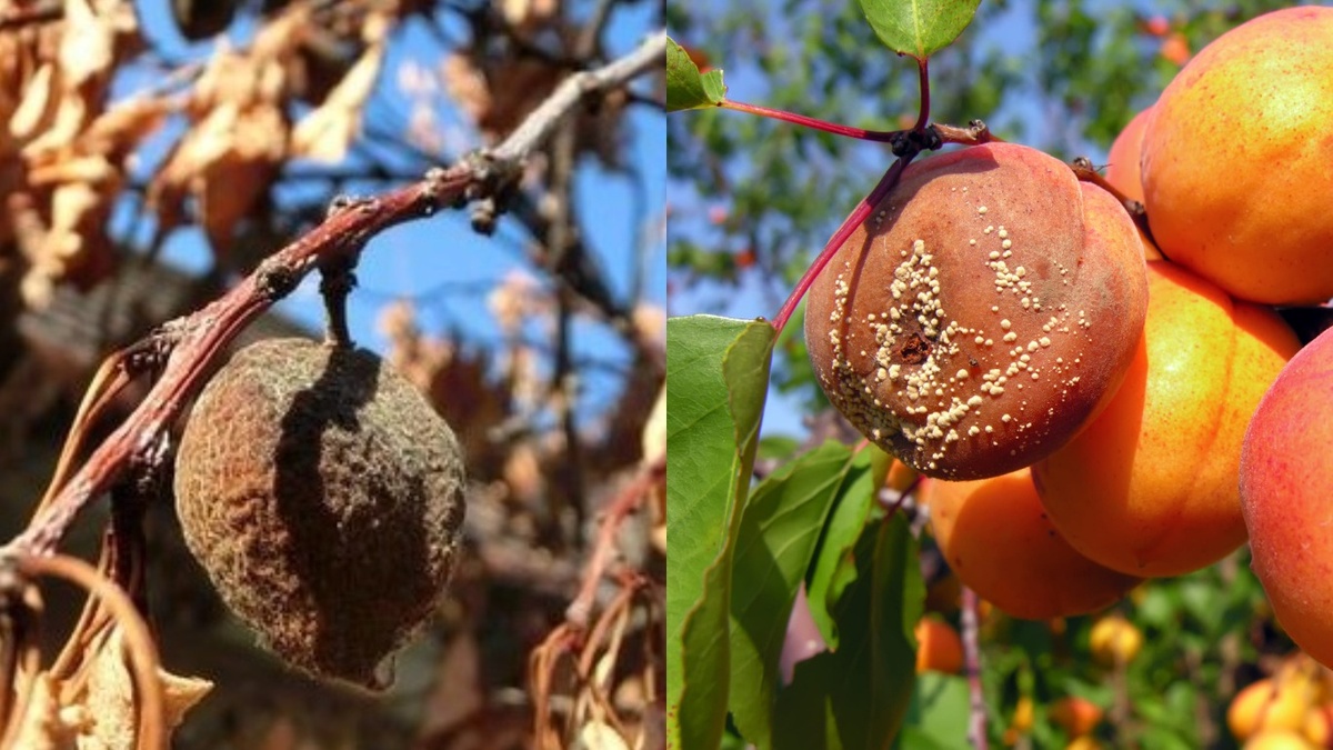 Как спасти абрикосы от монилиоза и собрать урожай