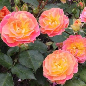 Секреты успешного размножения роз черенками весной