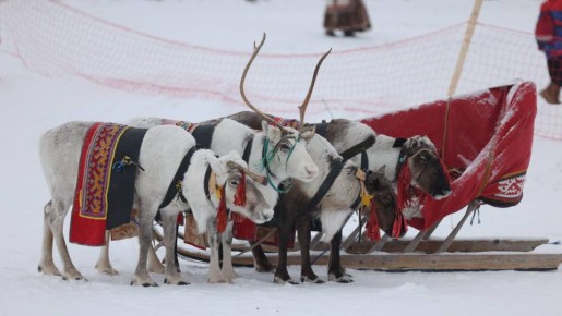 Взгляд изнутри на День оленевода