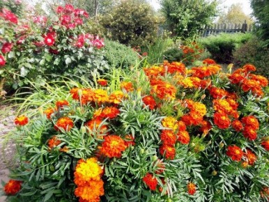 Как осень изменила сад за два дня