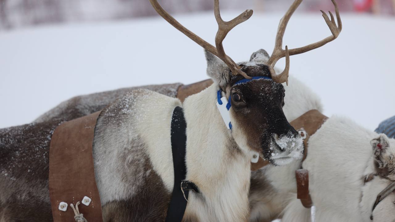 Самые нарядные олени Салехарда Самые нарядные олени Салехарда
