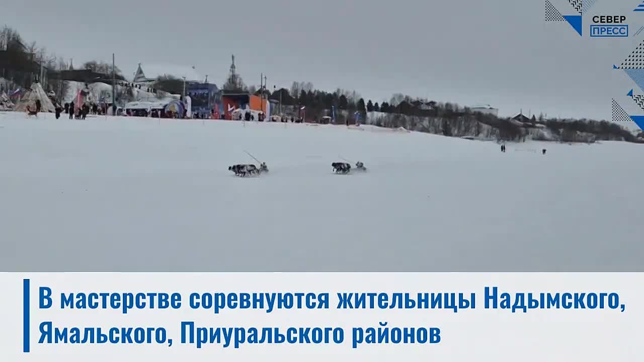 На Дне оленевода в Салехарде чудеса скорости управления оленьими упряжками показывают женщины