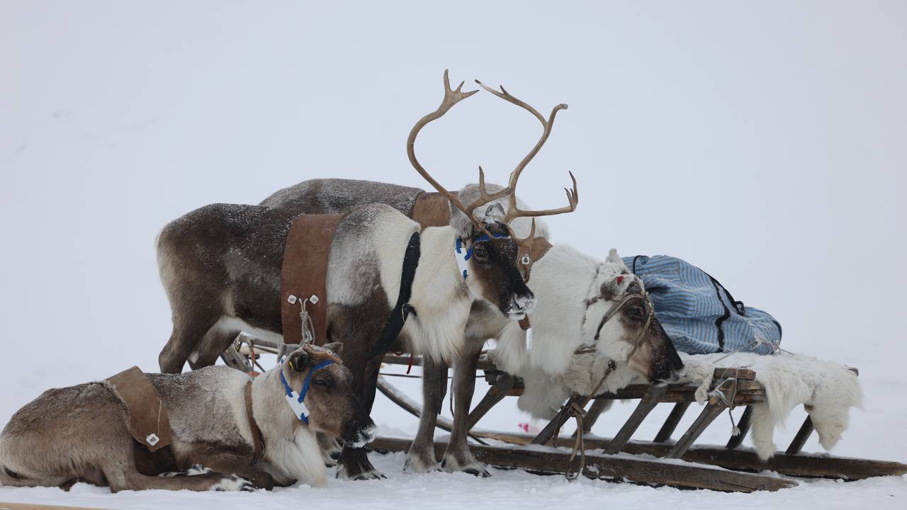 Самые нарядные олени Салехарда Самые нарядные олени Салехарда