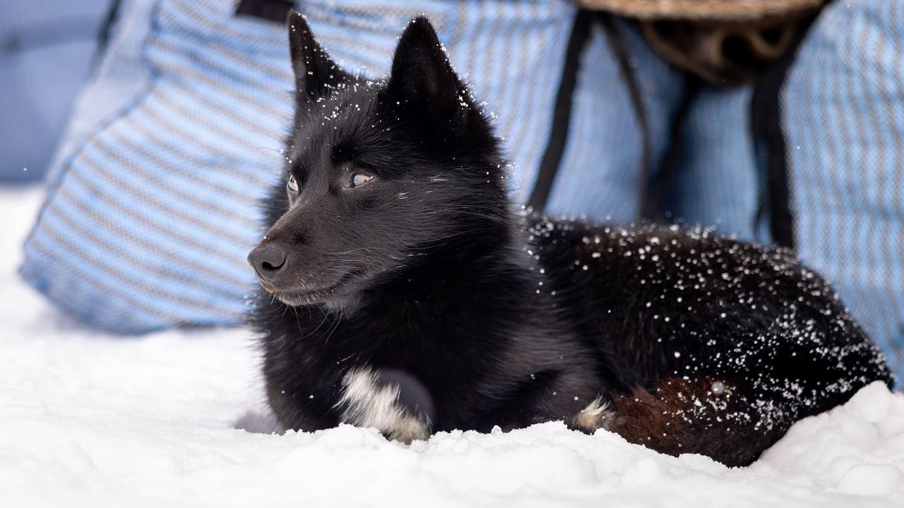 Доброе утро, Салехард!. Завтра погода совсем повесеннему: за окном от -2 до+1°C