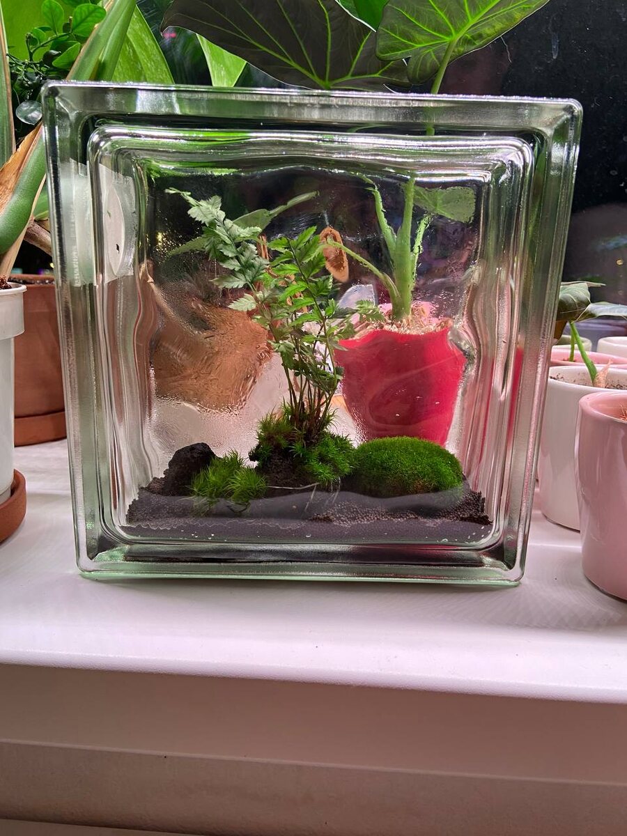 Террариум: Как создать миниатюрный мир и привить любовь к природе у детей