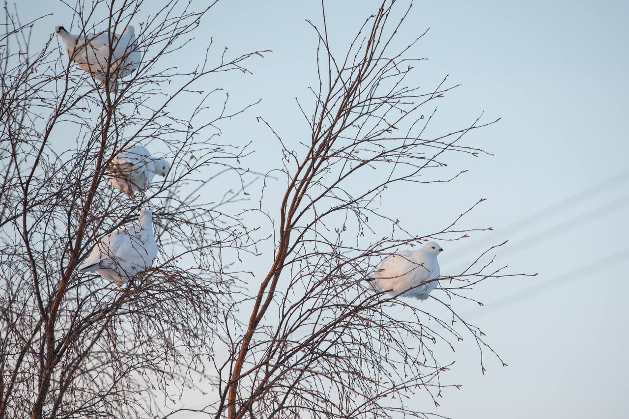 Доброе солнечное утро!. Согласитесь, что мы также ждём потепления, как эти птицы? А если серьёзно, поделитесь в комментариях, видели их вживую? Белоснежные, круглые, но очень проворные северные куропатки Доброе солнечное утро!. Согласитесь, что мы также ждём потепления, как эти птицы? А если серьёзно, поделитесь в комментариях, видели их вживую? Белоснежные, круглые, но очень проворные северные куропатки