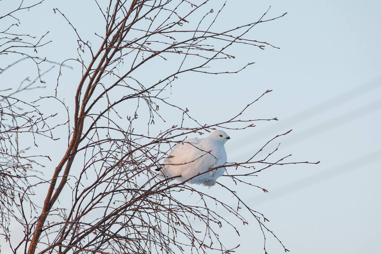 Доброе солнечное утро!. Согласитесь, что мы также ждём потепления, как эти птицы? А если серьёзно, поделитесь в комментариях, видели их вживую? Белоснежные, круглые, но очень проворные северные куропатки