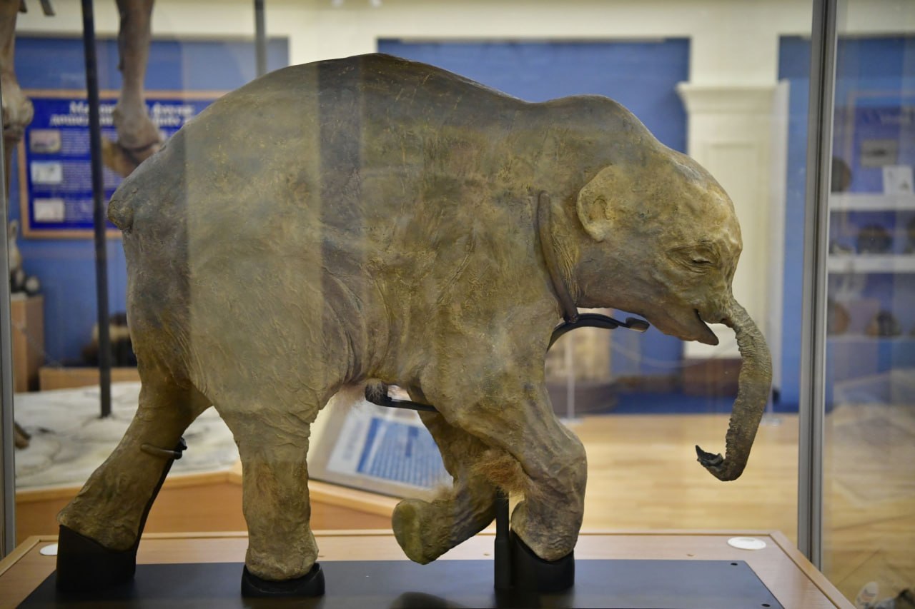 Мамонтёнок Люба временно покинула Ямал