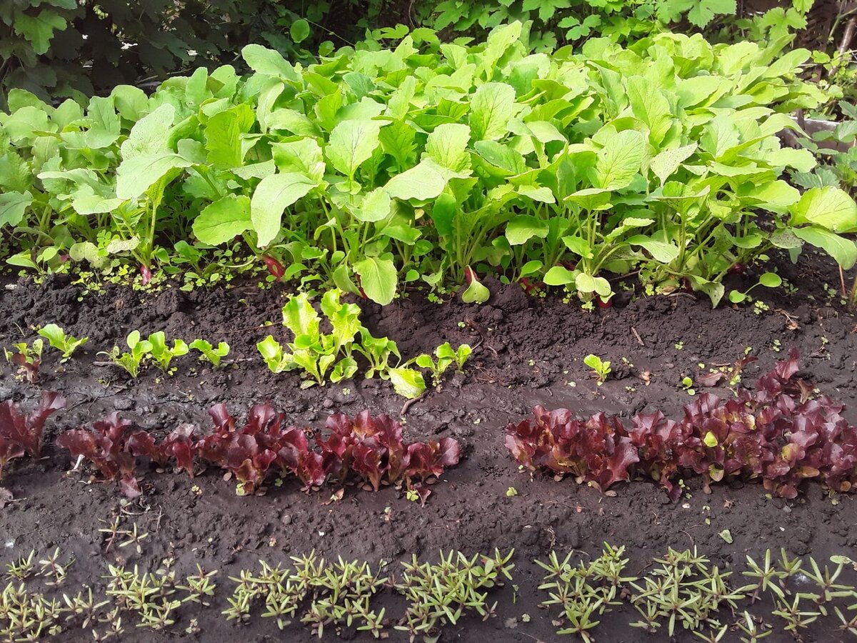 Портулак: находка для неприхотливых садоводов