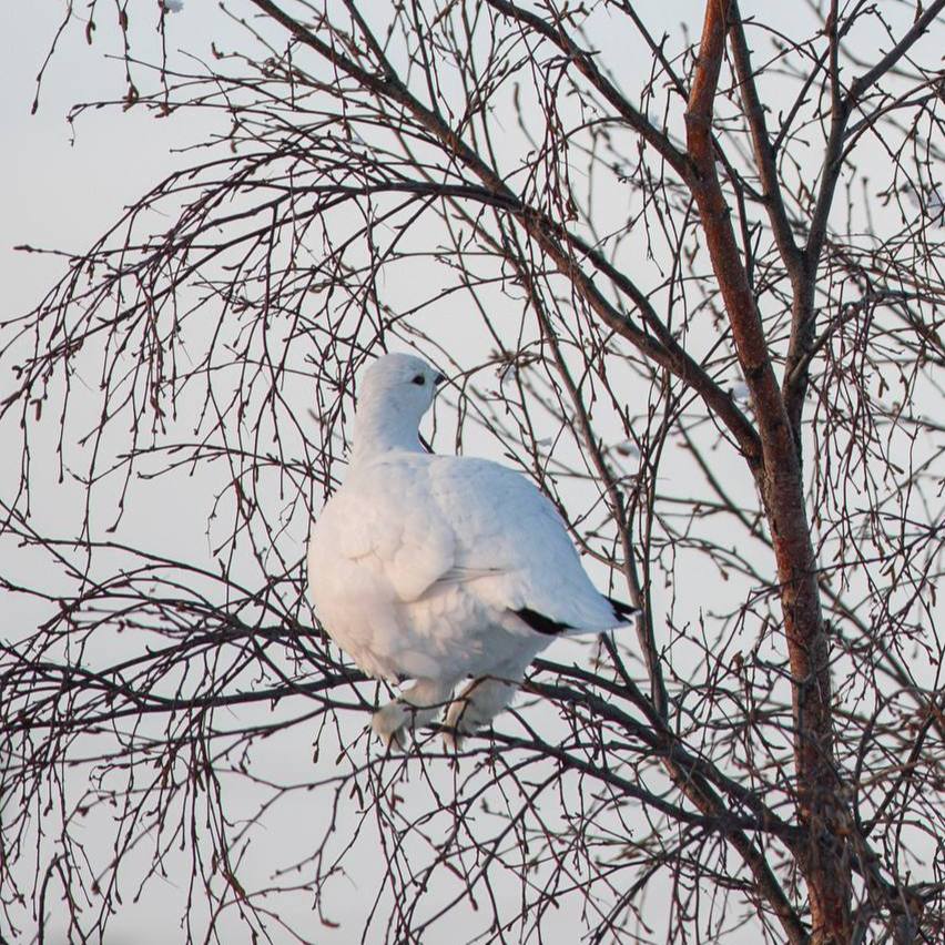 Доброе солнечное утро!. Согласитесь, что мы также ждём потепления, как эти птицы? А если серьёзно, поделитесь в комментариях, видели их вживую? Белоснежные, круглые, но очень проворные северные куропатки Доброе солнечное утро!. Согласитесь, что мы также ждём потепления, как эти птицы? А если серьёзно, поделитесь в комментариях, видели их вживую? Белоснежные, круглые, но очень проворные северные куропатки
