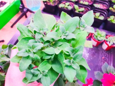 ����������� ������ �� ������������ ������� ��� ����� ��������� ����������