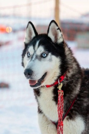 � ��������� ���� ��� ���������: ����� ���� ��������� � ���� ��������� ����������