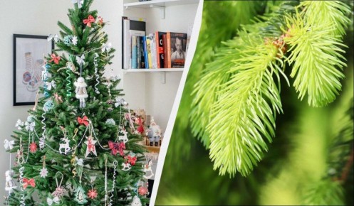 ��� ������������ ���������� ����: ������ ������ ��� ���������