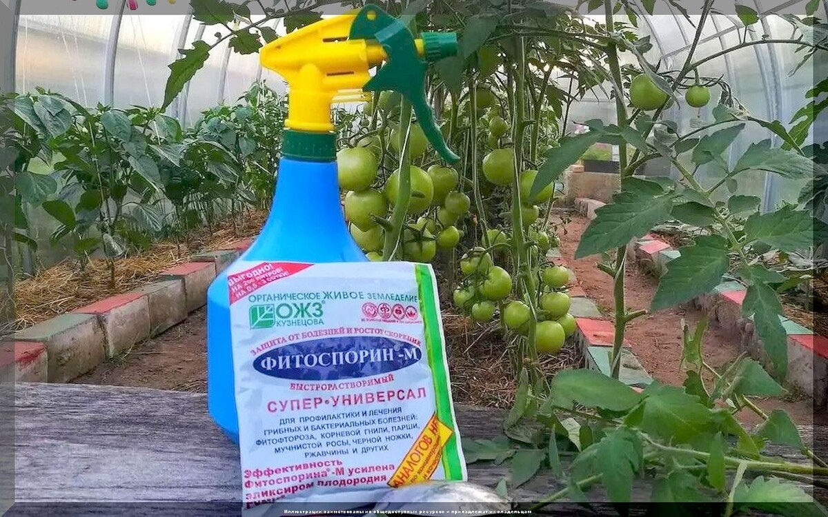 Сенная палочка: как биопрепараты защищают растения от болезней