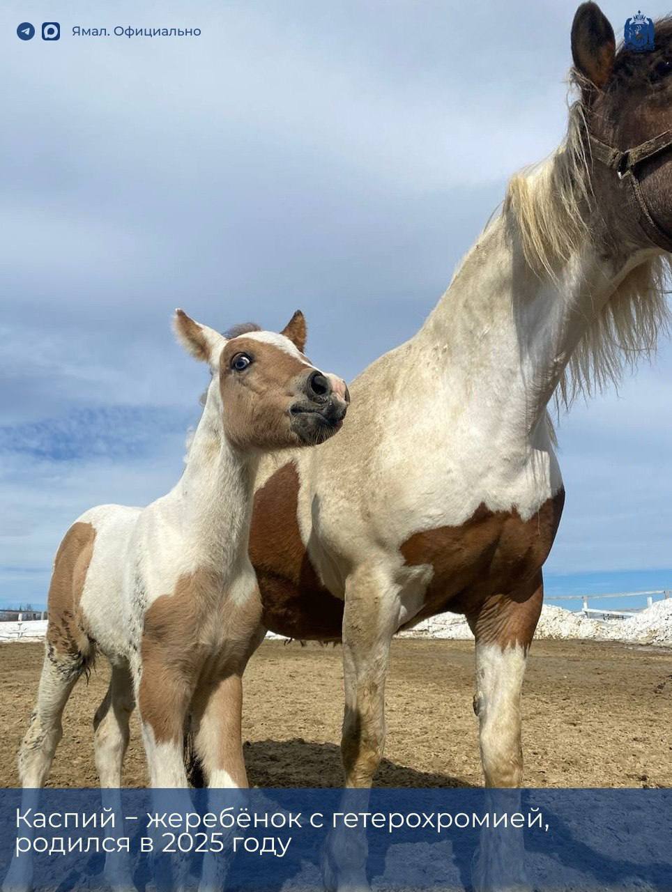 #ЛюдиЯмала. «Конюшня была моей мечтой детства» #ЛюдиЯмала. «Конюшня была моей мечтой детства»