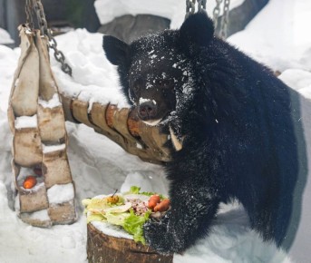 ����� ������ �� ������: �������� �������� ��������