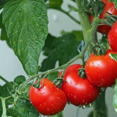 Томат Снежный барс: ранний урожай крупных плодов для холодного климата