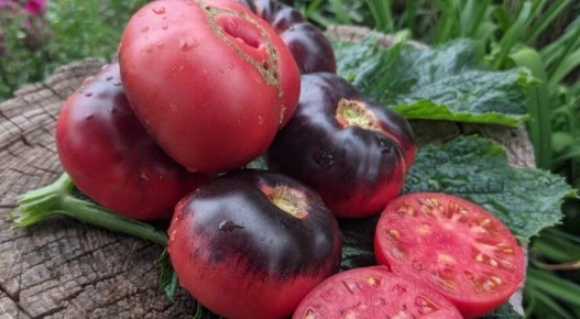 Очарование биф-томатов: 7 сортов для вашего сада