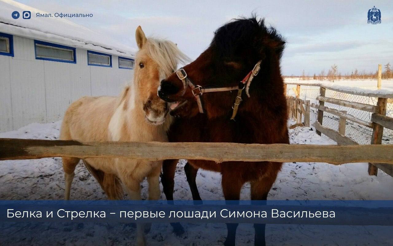 Ферма, о которой знает каждый салехардец, родилась из детской мечты Ферма, о которой знает каждый салехардец, родилась из детской мечты