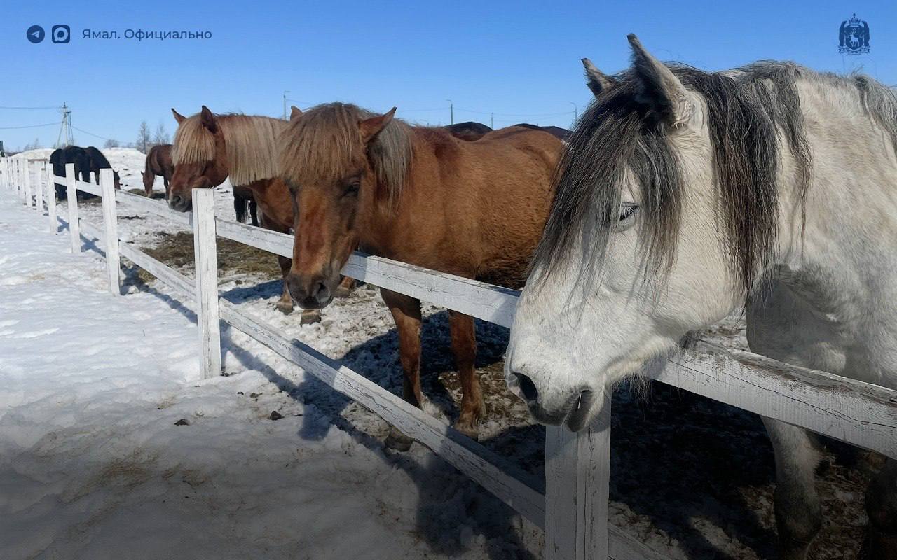 #ЛюдиЯмала. «Конюшня была моей мечтой детства» #ЛюдиЯмала. «Конюшня была моей мечтой детства»