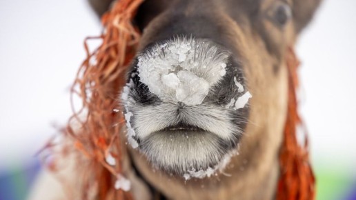 Доброго утра, Салехард!. На улице +2...+3 °C, но не обольщайтесь — северная весна любит пошутить