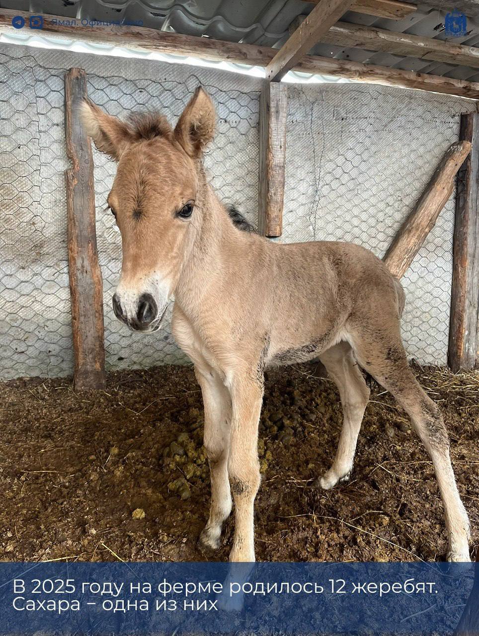 #ЛюдиЯмала. «Конюшня была моей мечтой детства» #ЛюдиЯмала. «Конюшня была моей мечтой детства»