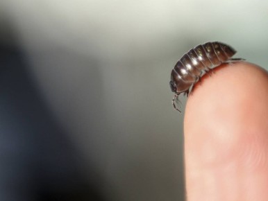 ��� ���������� ���������� �� ������ � ������ � ������� �������� �������