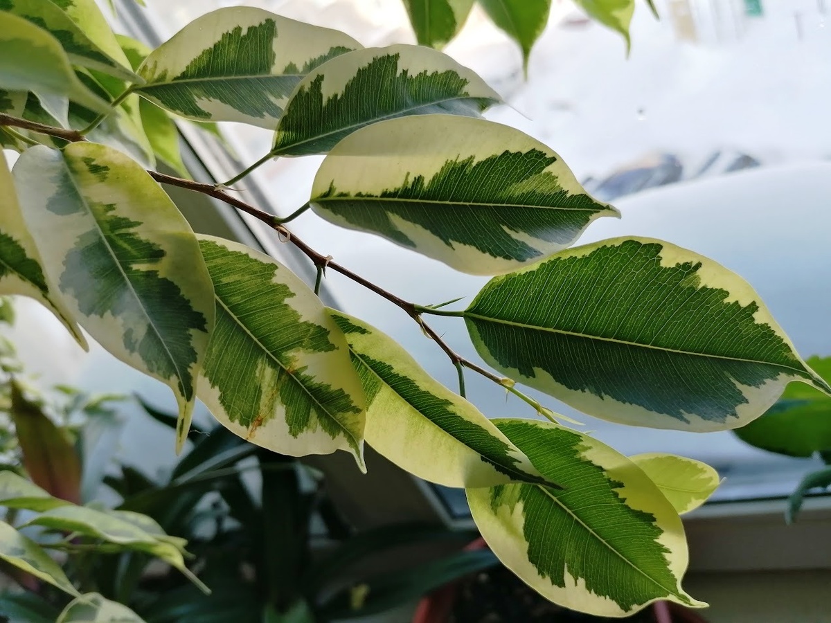 Как ухаживать за фикусом бенджамина: полезные советы для любителей растений