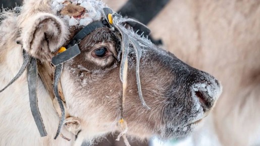 Северные регионы объединятся для развития оленеводства