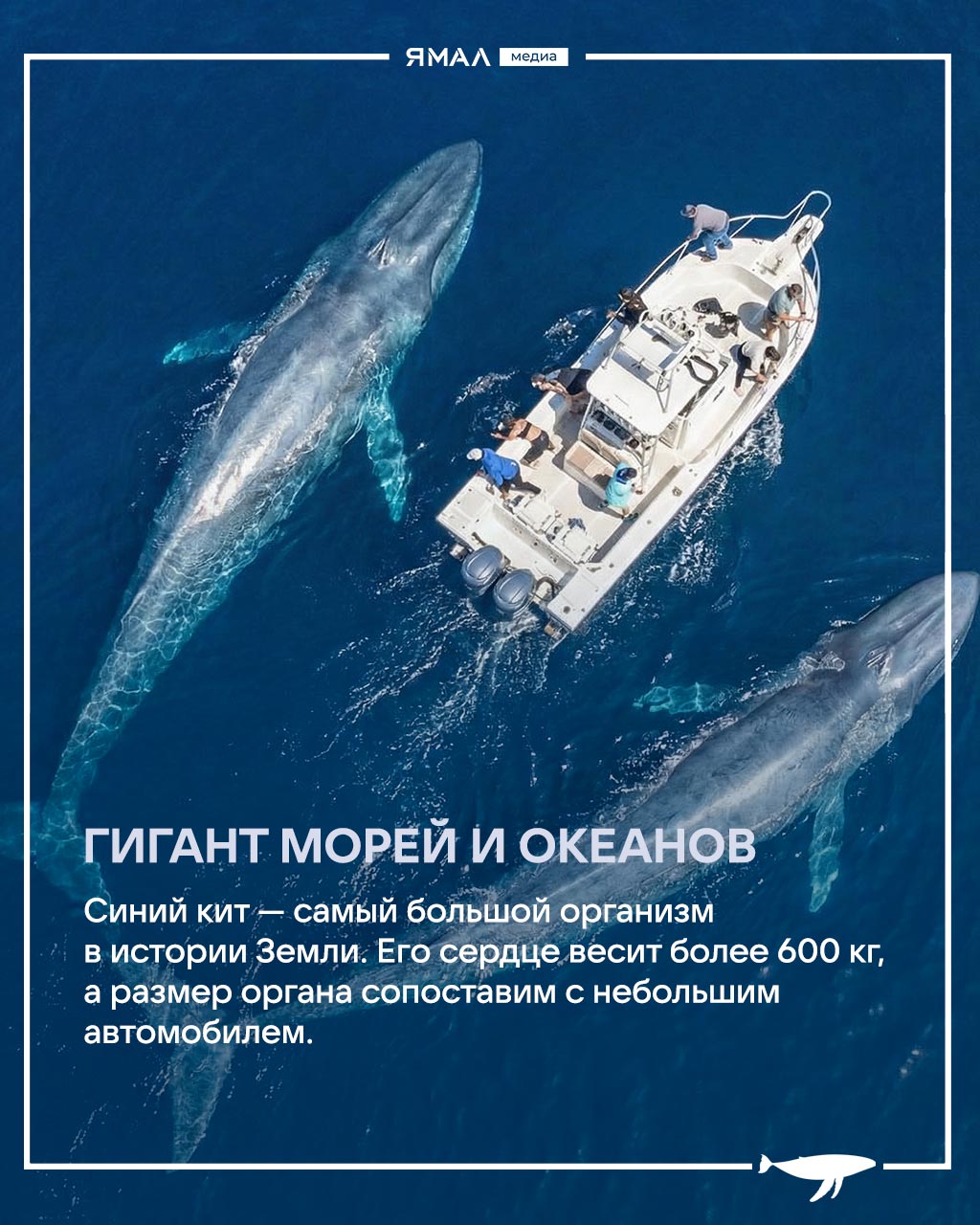 Ранимые великаны с большим сердцем и хитрыми привычками Ранимые великаны с большим сердцем и хитрыми привычками