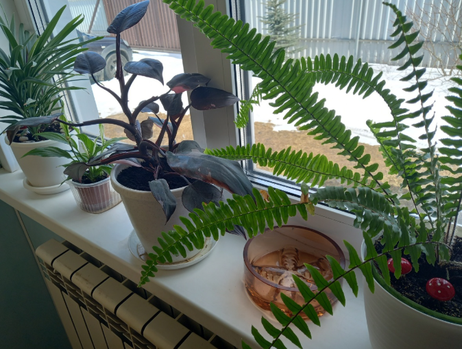 Зеленая ода домашнему уюту: как простые растения наполняют дом жизнью