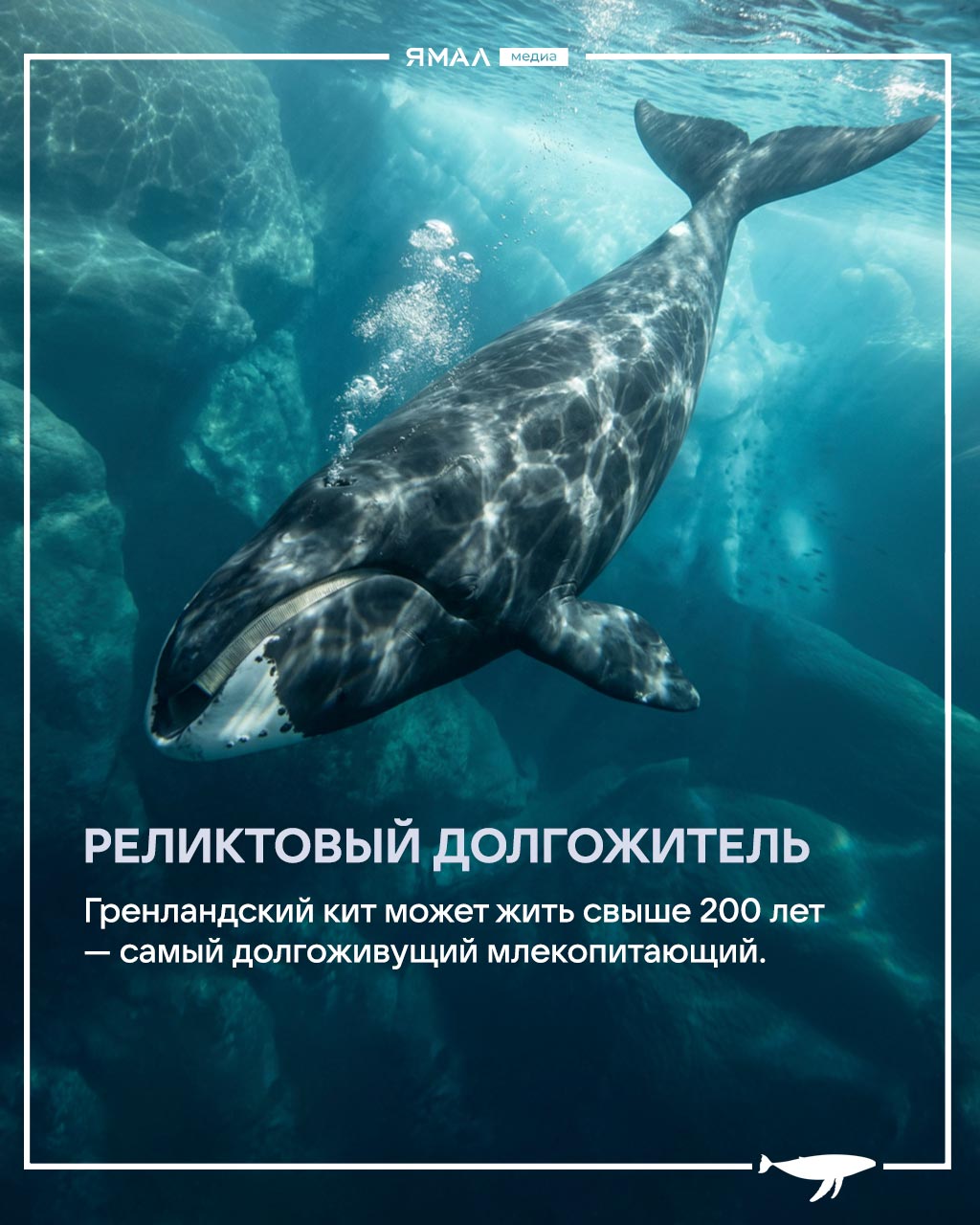 Ранимые великаны с большим сердцем и хитрыми привычками Ранимые великаны с большим сердцем и хитрыми привычками