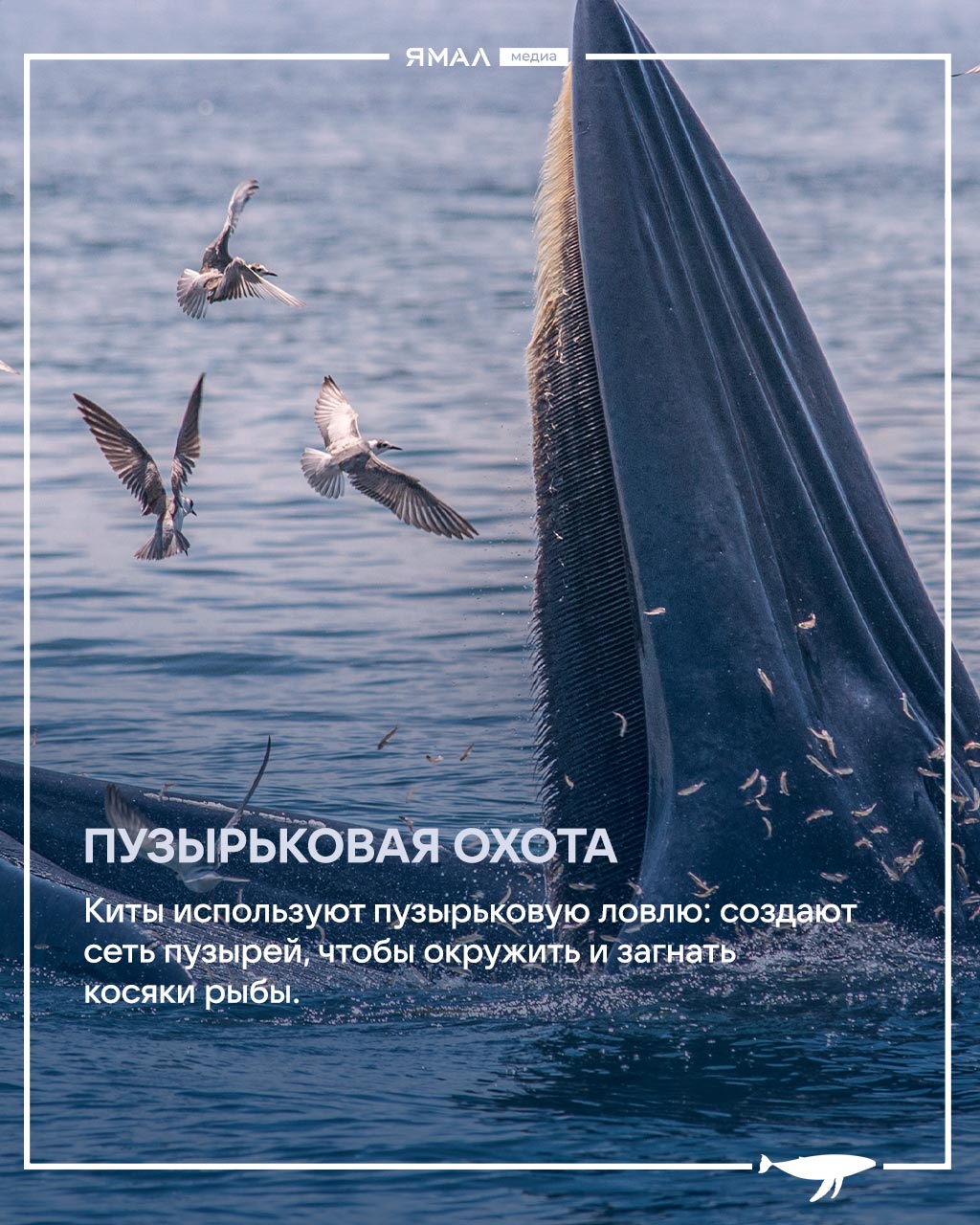 Ранимые великаны с большим сердцем и хитрыми привычками Ранимые великаны с большим сердцем и хитрыми привычками