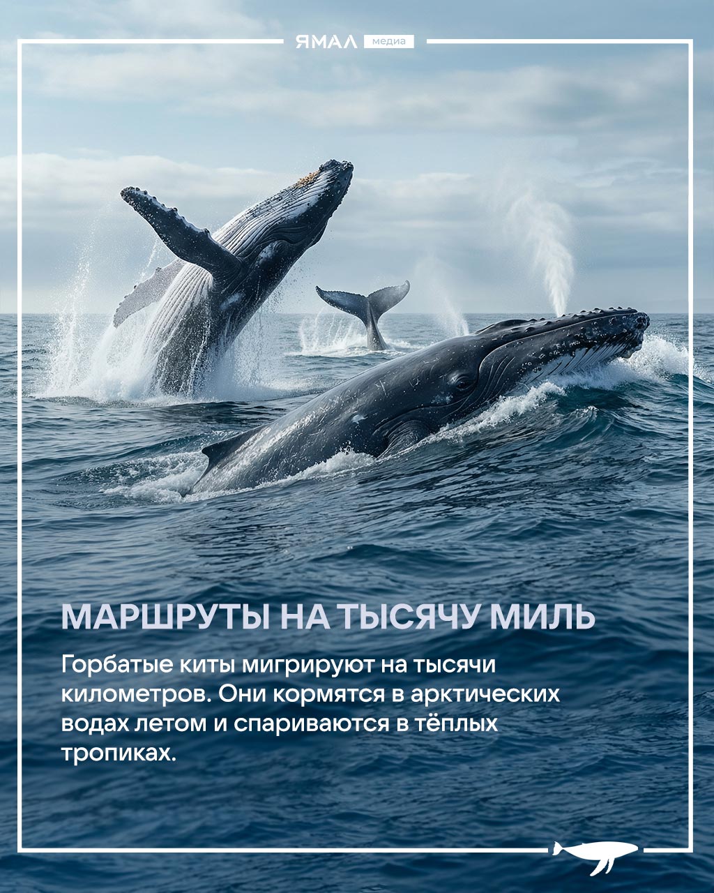 Ранимые великаны с большим сердцем и хитрыми привычками Ранимые великаны с большим сердцем и хитрыми привычками