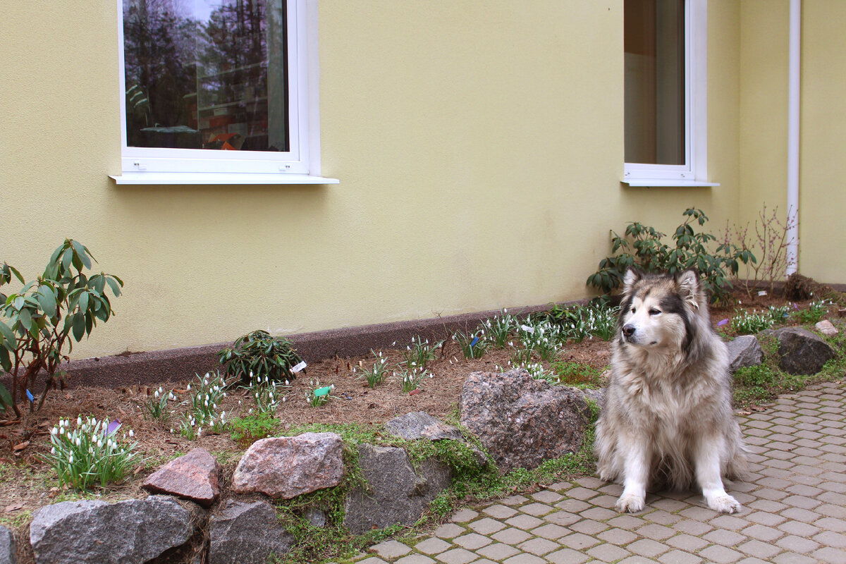 Вдохновение весеннего сада: яркие открытия мая