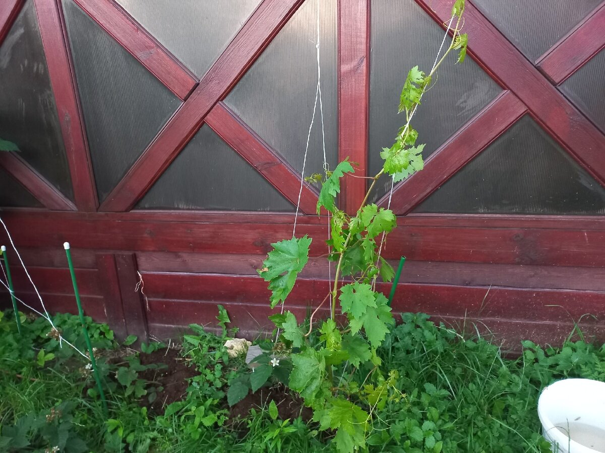 Ошибки в виноградарстве: Почему новый сорт стал надеждой