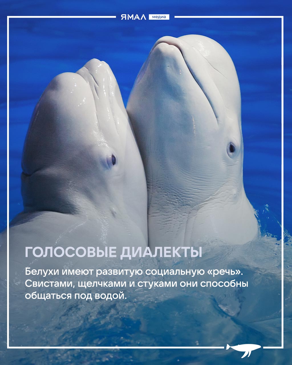 Ранимые великаны с большим сердцем и хитрыми привычками Ранимые великаны с большим сердцем и хитрыми привычками