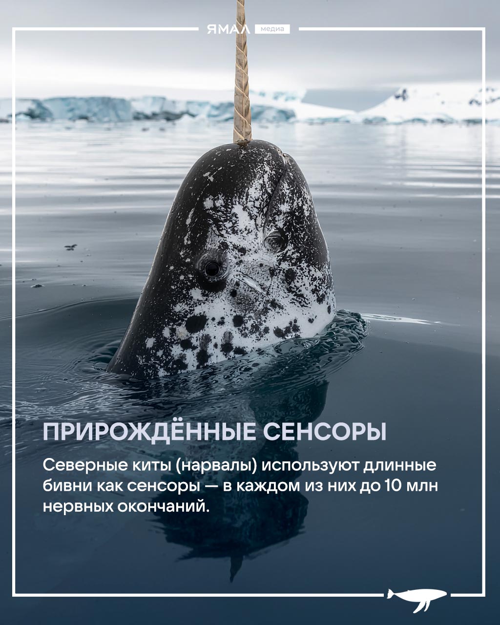 Ранимые великаны с большим сердцем и хитрыми привычками