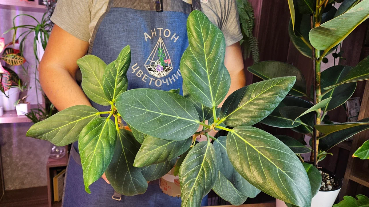 Пересадка фикусов: как избежать ошибок и добиться успеха