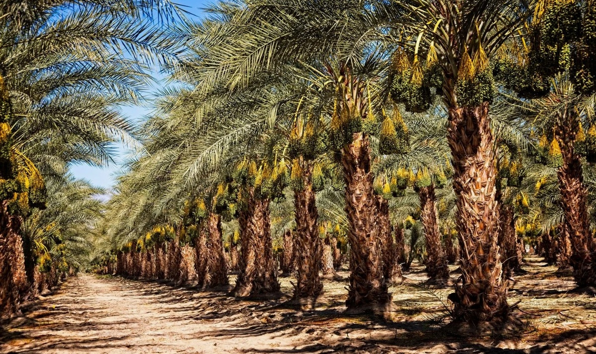 Растения для зон зимостойкости 9-10: секреты тропического рая в вашем саду