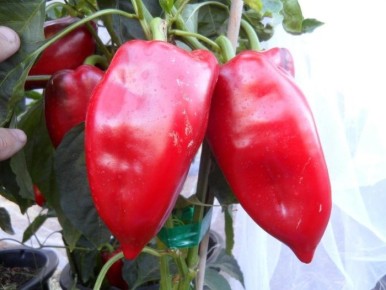 �������� ���: ��� ��������� ��������� ����� �� ����� �������