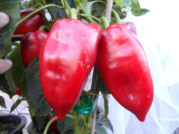 Слоновое ухо: как вырастить идеальный перец на своем участке