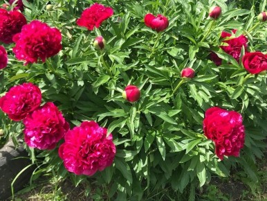 Как правильно ухаживать за пионами осенью: советы и рекомендации