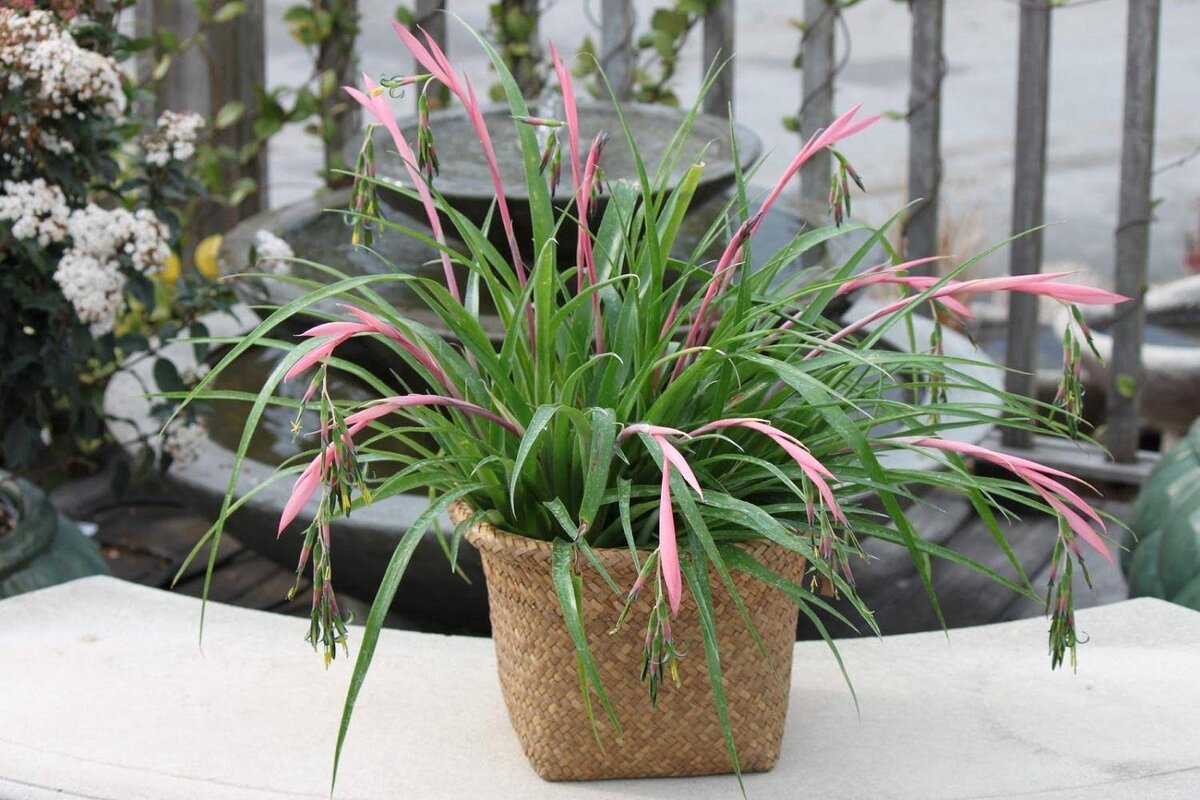 Как выбрать комнатные растения, безопасные для кошек