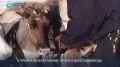 День оленевода — событие, к которому тундровики готовятся целый год
