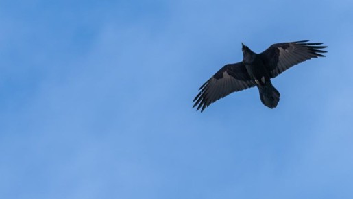 ������� � �������� ������� ����� �����